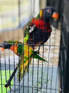 Lories Parrot pair attractive color