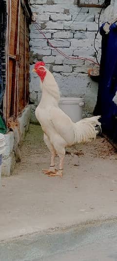 pure white heera aseel chicks for sale 0