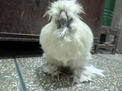 White Male Silkie Hen For Sale