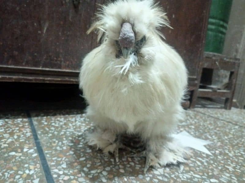 White Male Silkie Hen For Sale 0