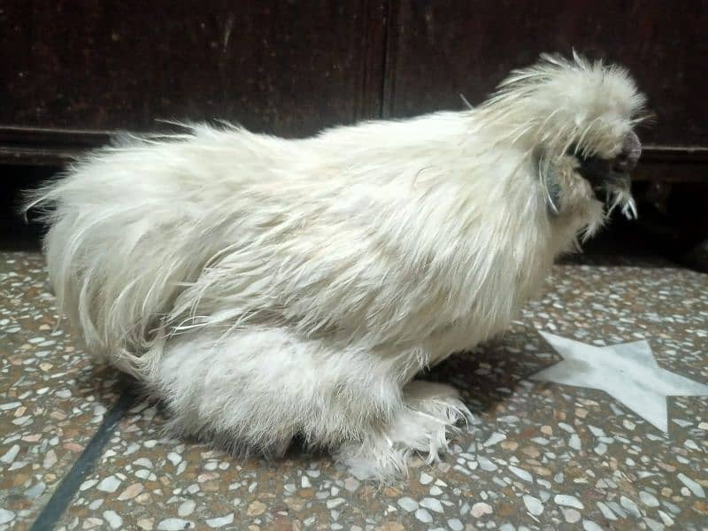 White Male Silkie Hen For Sale 1