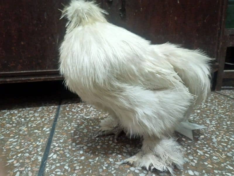White Male Silkie Hen For Sale 2