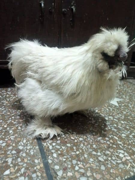 White Male Silkie Hen For Sale 3