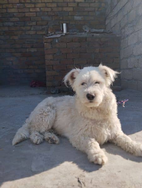 poodle breeder female available for sale 1