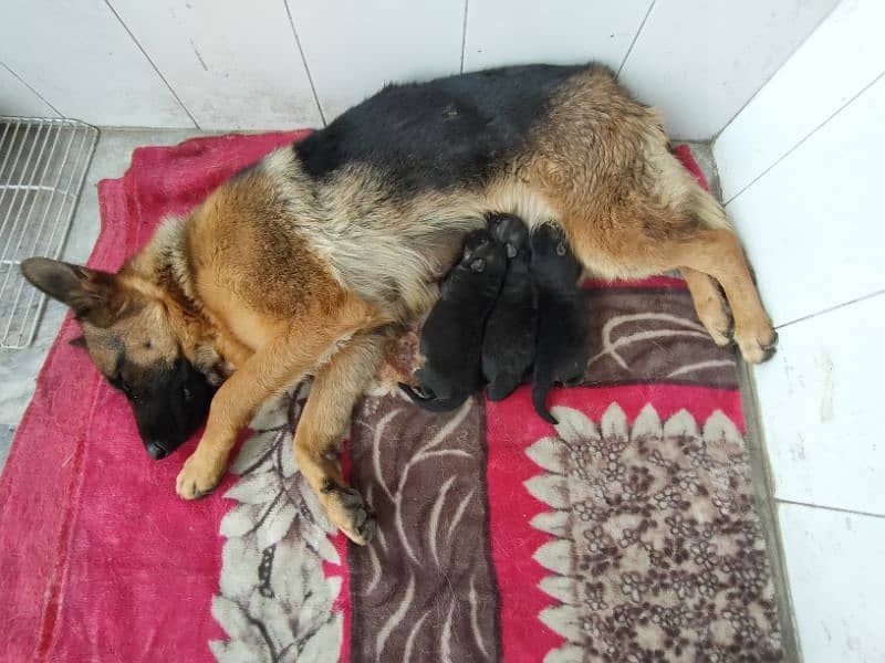 Stock Coat German Shepherd Puppies 3