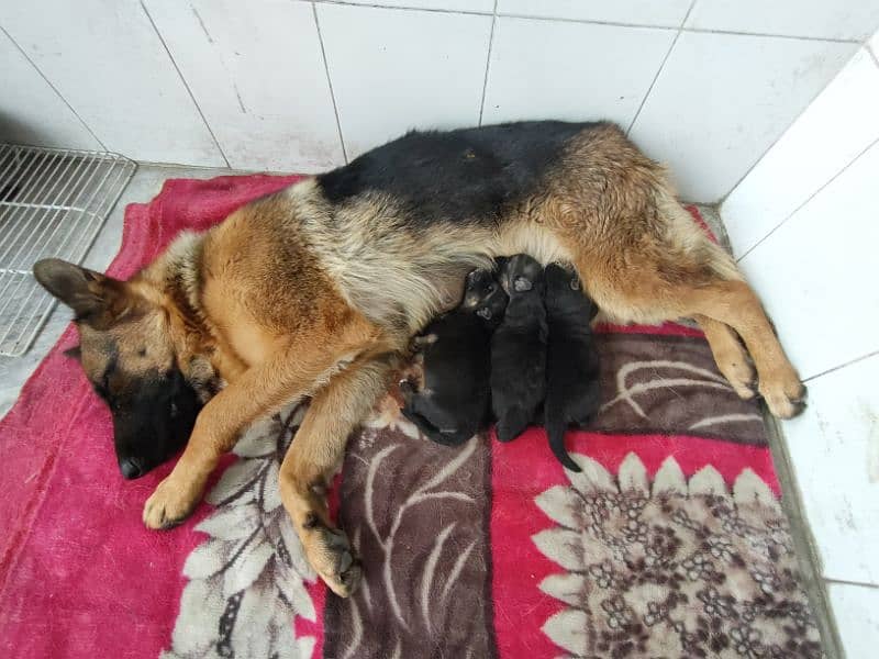 Stock Coat German Shepherd Puppies 5