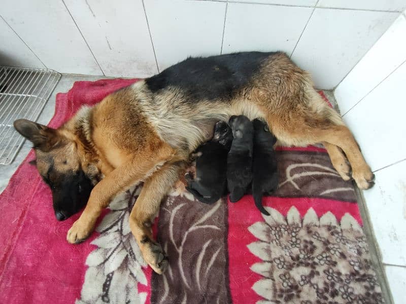 Stock Coat German Shepherd Puppies 6