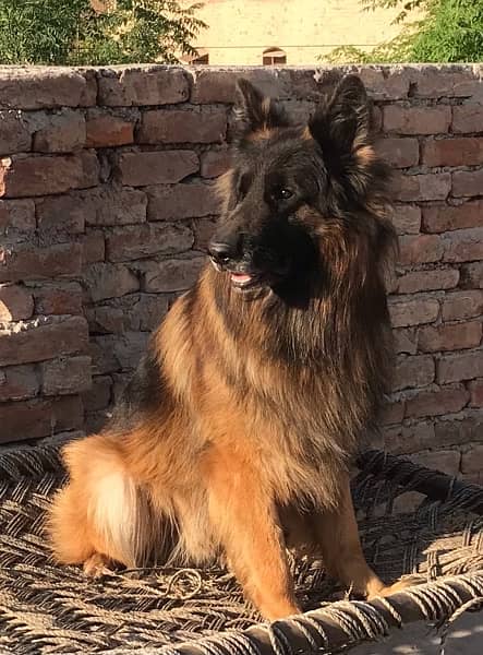 pedigreed gsd Male and his puppies available 1