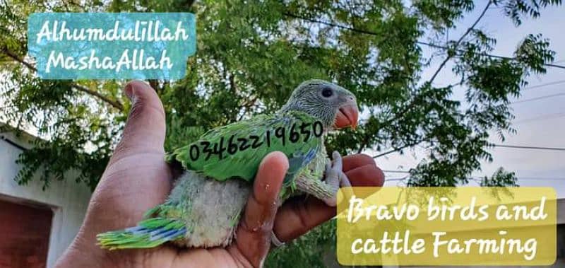 Green Ringneck parrot (desi mitthu) chicks 1