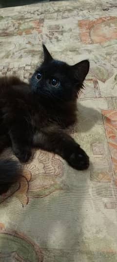 Persian black kitten Double coated
