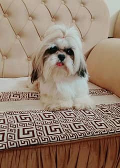 Show quality Shihtzu female  (shih tzu,shitzu) 0