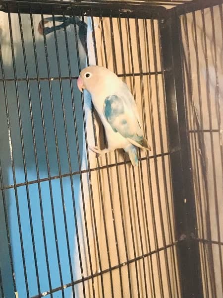 Love Birds and Australion breeder pairs 03120860519 2