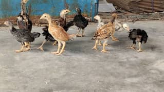 Aseel chicks zero size