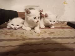2 kittens 0