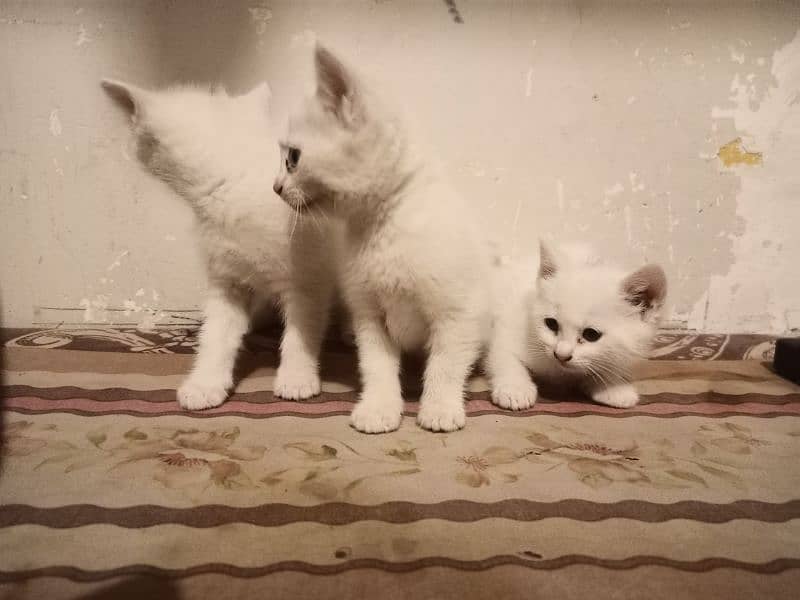 2 kittens 2