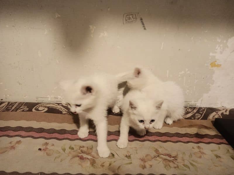2 kittens 3