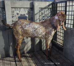 MAKHI CHiNA BREEDER