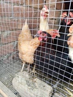 Golden Misri Hens all egg laying 0
