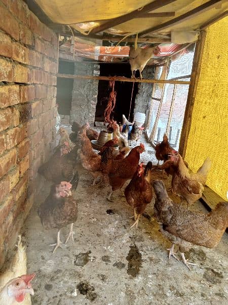 Golden Misri Hens all egg laying 1