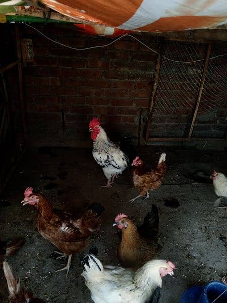 Golden Misri Hens all egg laying 2