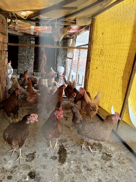Golden Misri Hens all egg laying 3