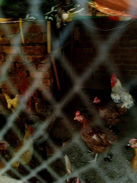 Golden Misri Hens all egg laying 4