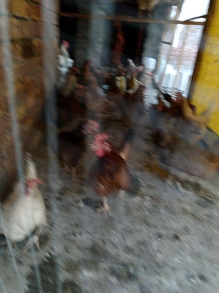 Golden Misri Hens all egg laying 5