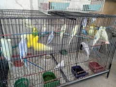 Budgies Parrot, not a business, good mutations pairs and seperate self