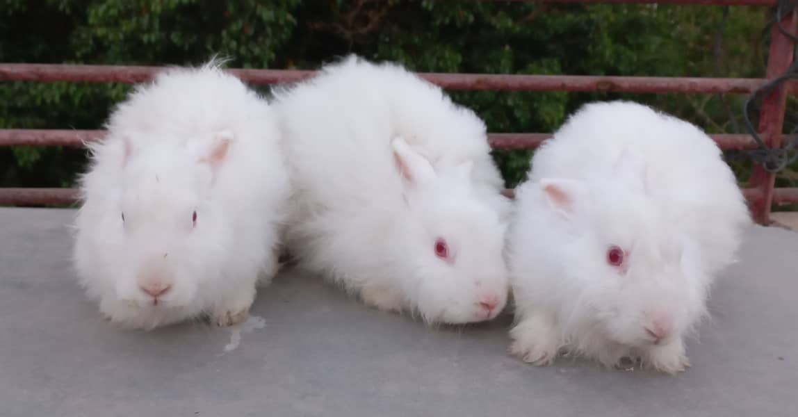Angora rabbits 3