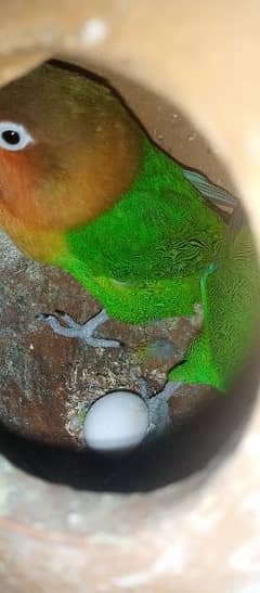 Green fisher parrots breeder pair with eggs available