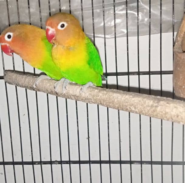 Green fisher parrots breeder pair with eggs available 1