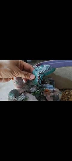 only call raw ringneck chicks 0