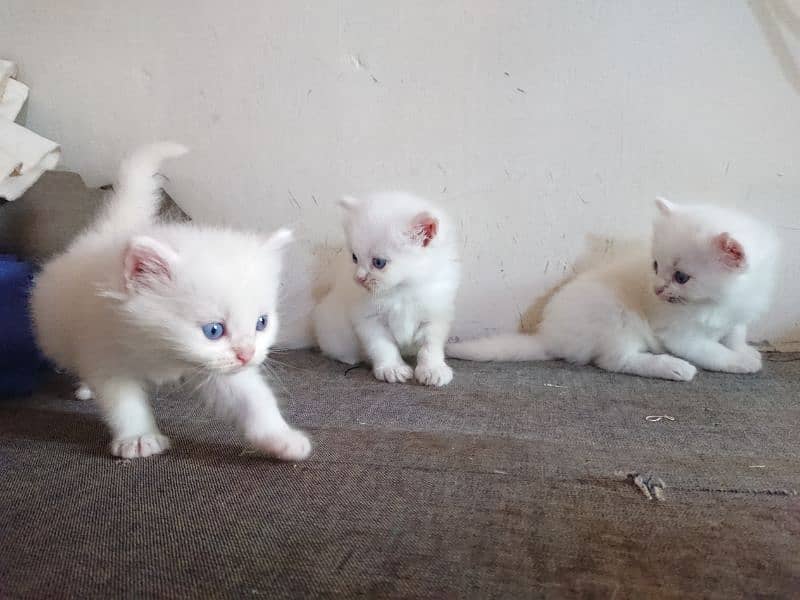 Persian kittens.  Odd eye kitten.  Triple coat kitten 0