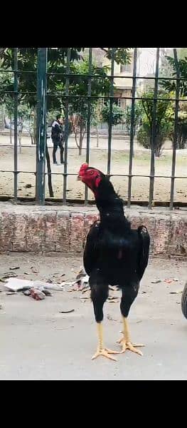 shamo chicks forsale only serious person contact with me 03019888379 0