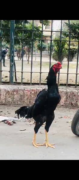shamo chicks forsale only serious person contact with me 03019888379 1