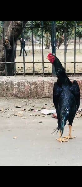 shamo chicks forsale only serious person contact with me 03019888379 2