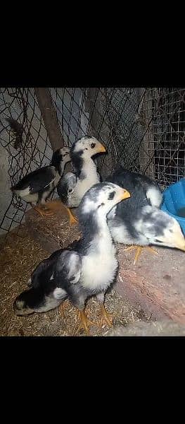 shamo chicks forsale only serious person contact with me 03019888379 3