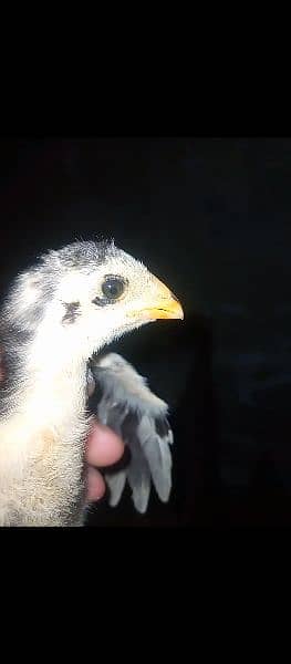 shamo chicks forsale only serious person contact with me 03019888379 4