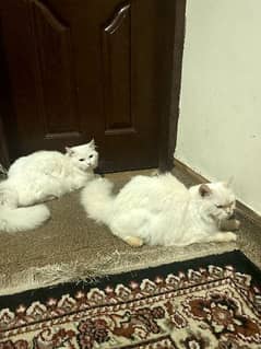 Persian Cats pair 0