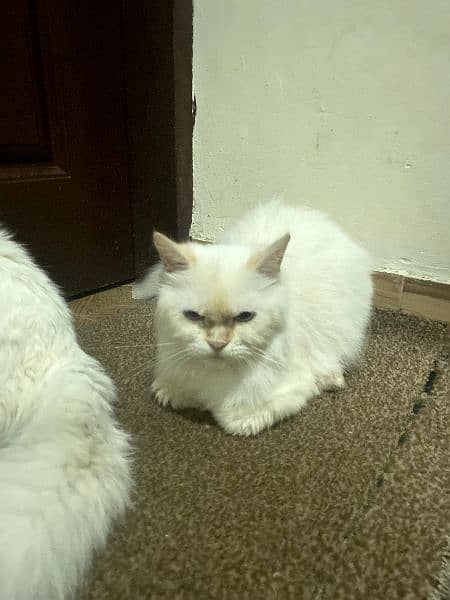 Persian Cats pair 1