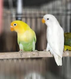 Love Birds Breeder Pairs for Sale