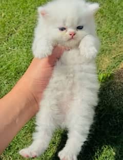 Cute Persian Kitten For sale With all the products