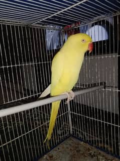 Yellow Ringneck Female 2.5-3 years of Age