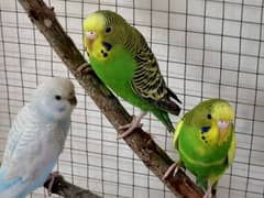 Australian parrot available in Pairs