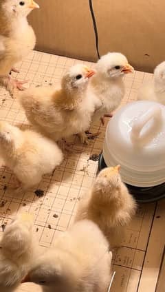 white buff chicks available