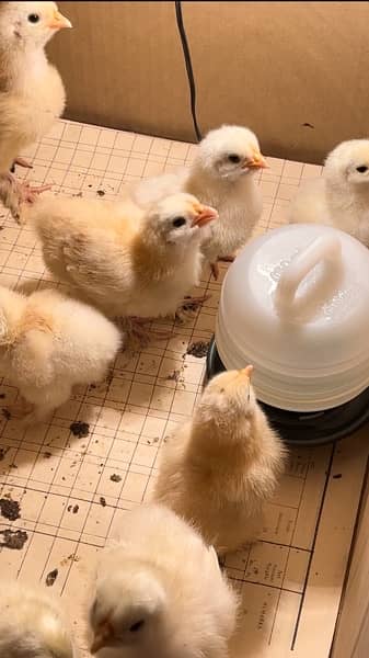 white buff chicks available 1