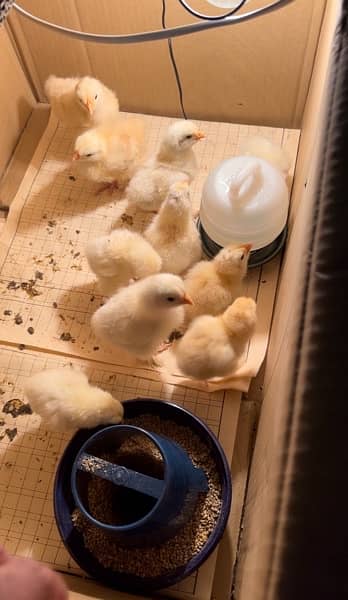 white buff chicks available 2