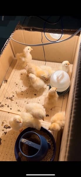 white buff chicks available 3