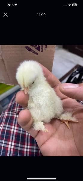 white buff chicks available 4