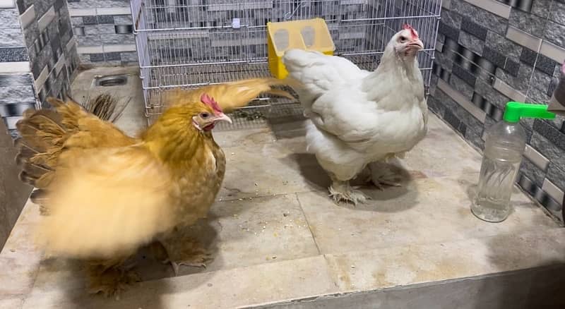 white buff chicks available 6